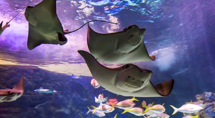 Stingray Experience at Ripley’s Aquarium of Canada