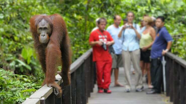 오랑우탄과의 만남