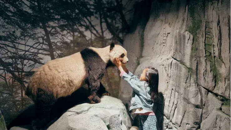 Giant panda specimen - Visit the Giant Panda Museum (Wolong Center)