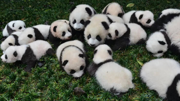 Chengdu Panda Base‌